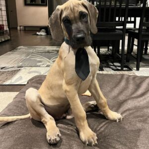 Copper | 10 Weeks | Male