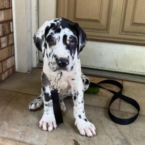 Dusty | 10 Weeks | Female