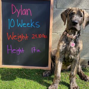 Dylan | 10 Weeks | Female