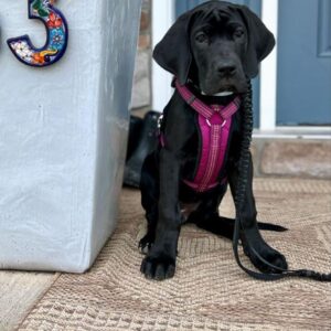 Ebony | 10 Weeks | Female