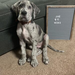 Jake | 10 Weeks | Male